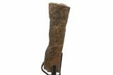 Fossil Hadrosaur Rib Section w/ Metal Stand - South Dakota #339900-1